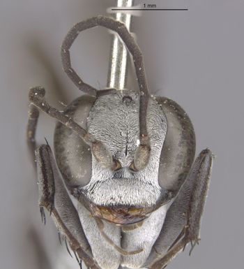 Media type: image;   Entomology 10004 Aspect: head frontal view